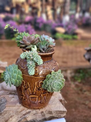 Kh&iacute; hậu Măng Đen m&aacute;t lạnh &ocirc;n h&ograve;a cho thảm thực vật đa dạng.