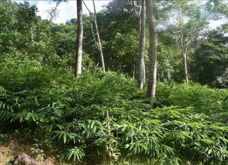 Đặc thù phát triển dược liệu ở Việt Nam Đặc thù phát triển dược liệu ở Việt Nam