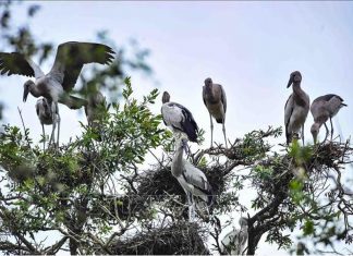 WWF: Việt Nam là một trong những quốc gia đi đầu về bảo tồn đa dạng sinh học WWF: Việt Nam là một trong những quốc gia đi đầu về bảo tồn đa dạng sinh học