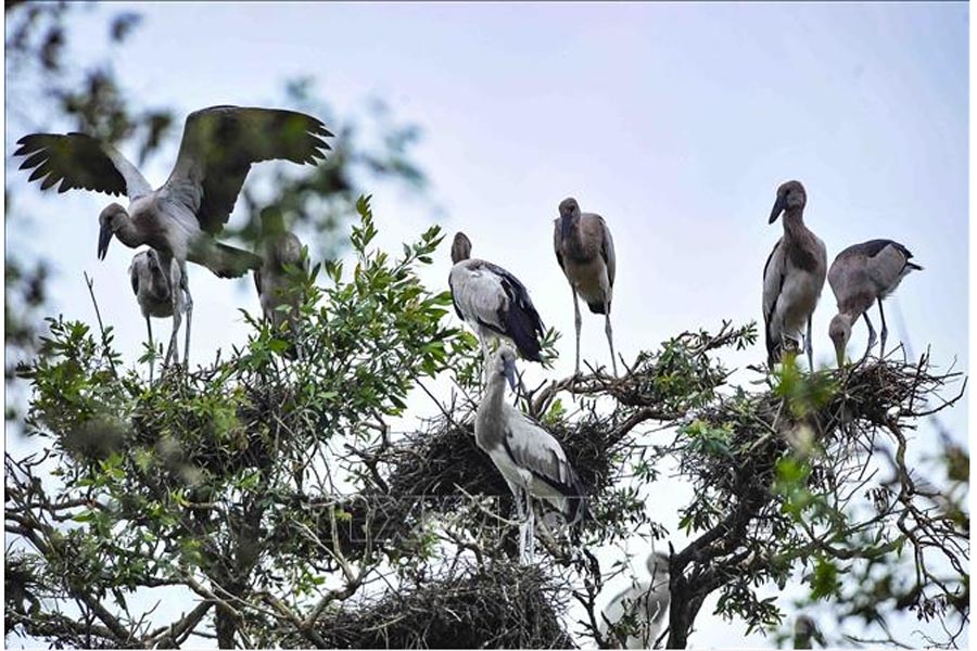 WWF: Việt Nam là một trong những quốc gia đi đầu về bảo tồn đa dạng sinh học