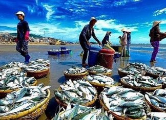 Xuất khẩu thủy sản Việt Nam dự kiến sẽ cán đích 11 tỷ USD Xuất khẩu thủy sản Việt Nam dự kiến sẽ cán đích 11 tỷ USD