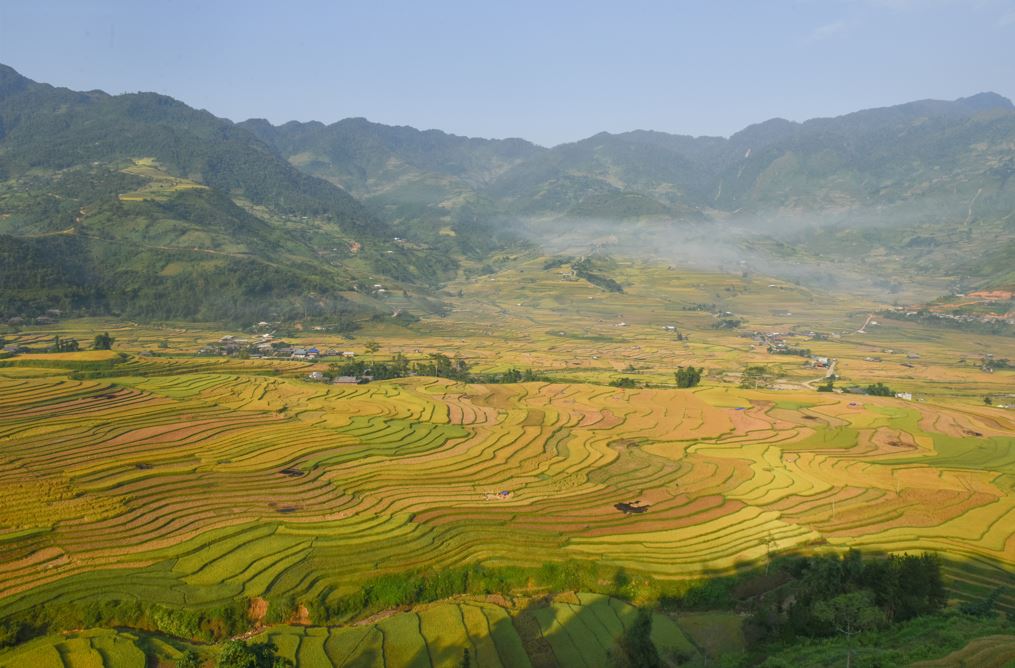 Cánh đồng lúa nếp Tan Lả