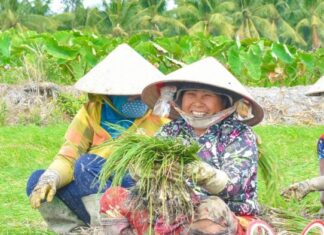 Ghi nhận tại huyện Hòn Đất, tỉnh Kiên Giang; đây là một trong những vùng chuyên canh rau màu lớn của tỉnh. Cận Tết, không khí rộn ràng, nhộn nhịp thu hoạch củ kiệu phục vụ thị trường Tết lại diễn ra.