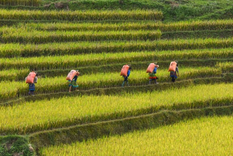 Người dân Tú Lệ thu hoạch nếp vụ mùa mới