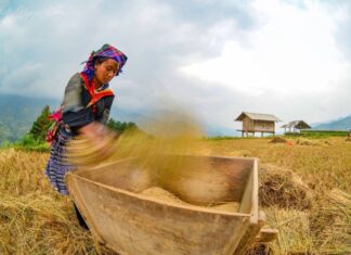Dẻo thơm hạt cốm giữa lưng trời – Tác giả: Hồng Anh Dẻo thơm hạt cốm giữa lưng trời - Tác giả: Hồng Anh