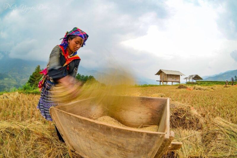 Dẻo thơm hạt cốm giữa lưng trời - Tác giả: Hồng Anh