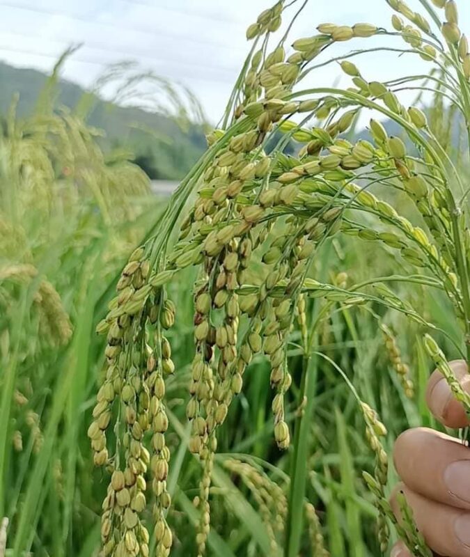 Những bông lúa chín vừa mới làm được cốm ngon