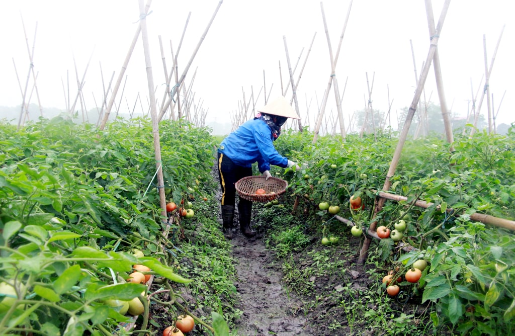 TX Đông Triều phát triển đô thị văn minh gắn với sản xuất nông nghiệp bền vững.