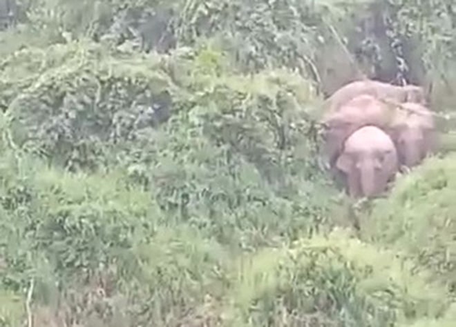 Đàn voi rừng này gồm voi cái và voi con - Ảnh cắt từ clip