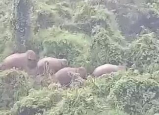 Đàn voi rừng 5 con vào sát khu dân cư Đàn voi rừng 5 con vào sát khu dân cư