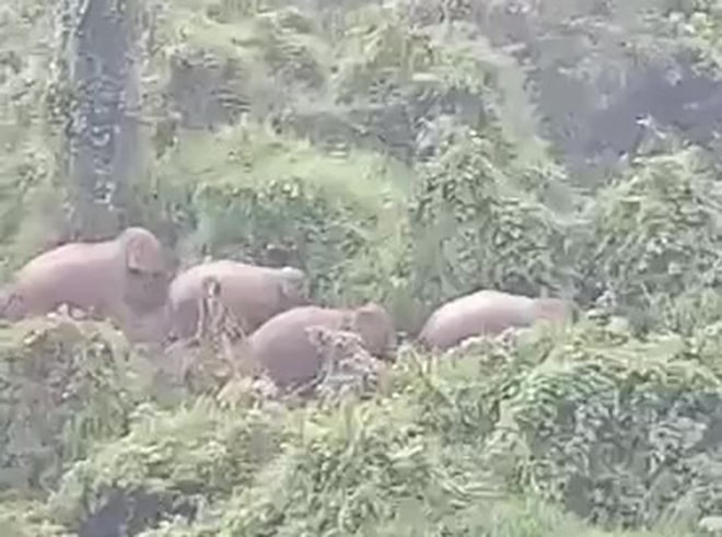 Đàn voi rừng 5 con gần khu dân cư