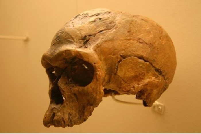 Homo sapien 4 min - Homo sapiens: đặc điểm, sự tiến hóa và chế độ ăn uống