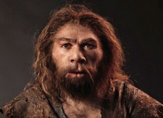 Homo sapiens: đặc điểm, sự tiến hóa và chế độ ăn uống