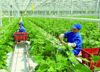 Nông nghiệp nhiều tin vui Nông nghiệp nhiều tin vui