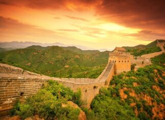 Tìm thấy loài cây 'quen thuộc' được dùng để xây dựng Vạn Lý Trường Thành