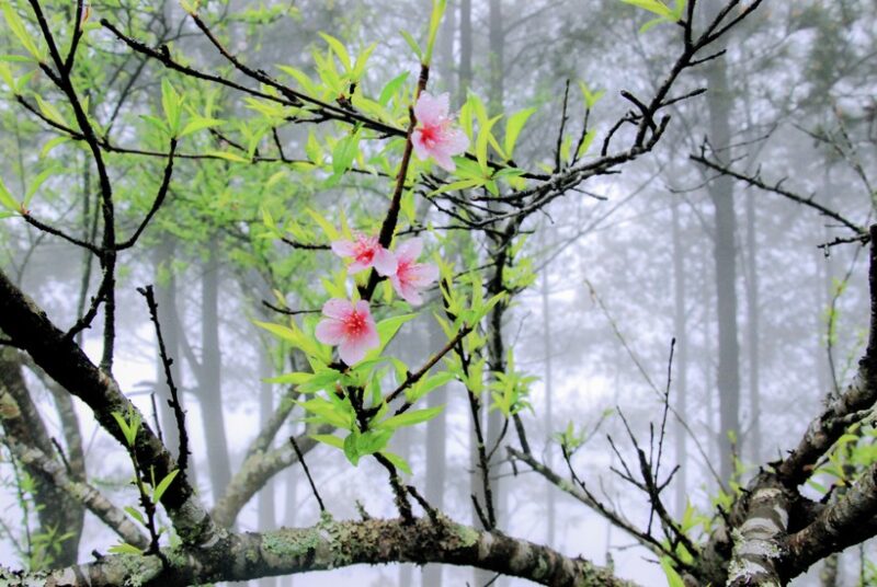 Ve dep hoa dao rung Tua Chua 800x536 - Giữ sắc đào rừng trên cao nguyên đá