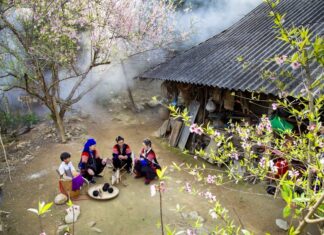 Giữ sắc đào rừng trên cao nguyên đá Mỗi độ Xuân về, hoa đào lại khoe sắc, làm đẹp cho những ngôi nhà đơn sơ của người dân Tủa Chùa.