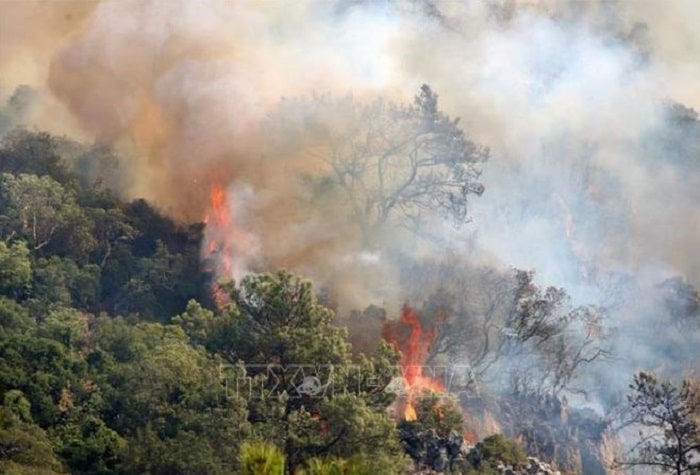 Cuba da ghi nhan 284 vu chay rung min - Cháy rừng ở Cuba vẫn diễn biến phức tạp