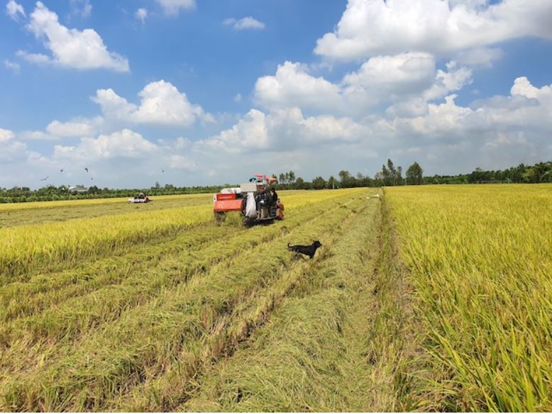 Du bao xuat khau gao trong nam 2023 min - Dự báo xuất khẩu gạo năm 2023 đạt 6,5 – 7 triệu tấn