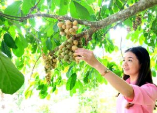 Về “thủ phủ” lòn bon tiến Vua thưởng thức trái vàng, ngọt, thanh Về "thủ phủ" lòn bon tiến Vua thưởng thức trái vàng, ngọt, thanh