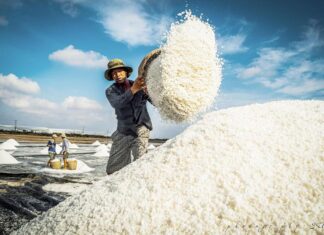 Đánh thức "Miền di sản muối" trăm năm ở Bạc Liêu