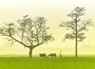 Cây đầu làng