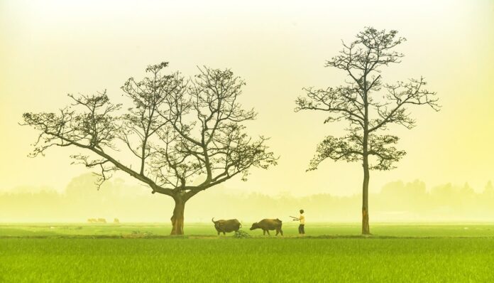 Cây đầu làng Cây đầu làng