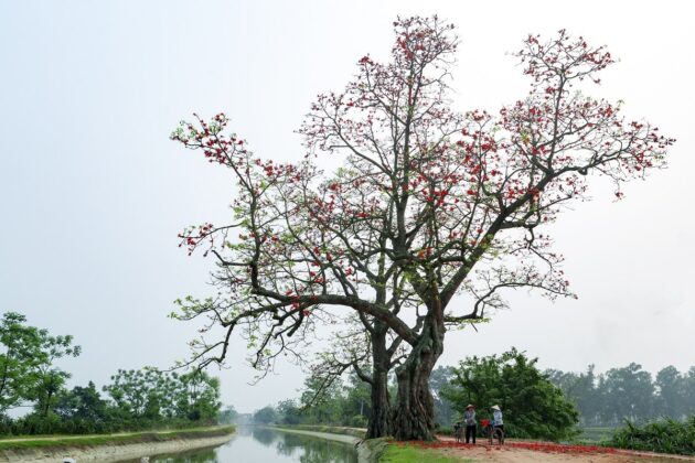 Dưới gốc gạo đầu l&agrave;ng.
