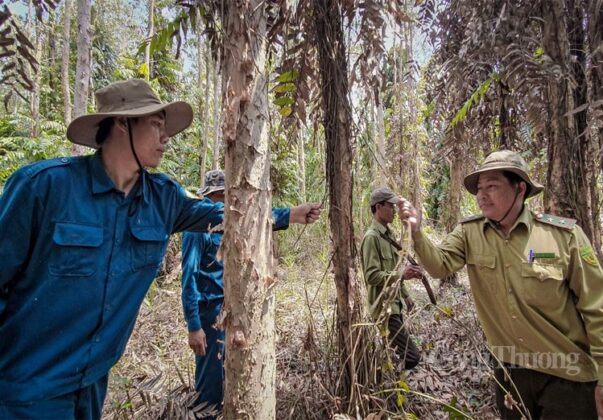 L&aacute; rừng, d&acirc;y leo đều kh&ocirc; cong, dễ b&eacute;n lửa v&agrave; ch&aacute;y lan