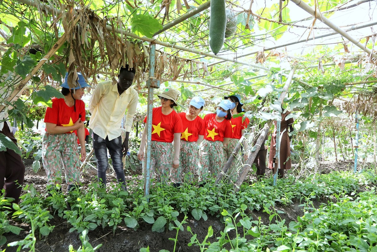 Hướng dẫn thầy trò trường cấp 3 Abyei trồng rau, củ, quả
