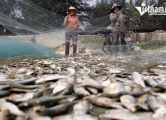 Mỏi tay gỡ cá trích, ngư dân Nghệ An kiếm tiền triệu mỗi sáng