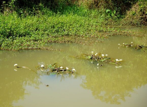 Những kh&oacute;m m&atilde; đề khoe sắc tr&ecirc;n s&ocirc;ng.