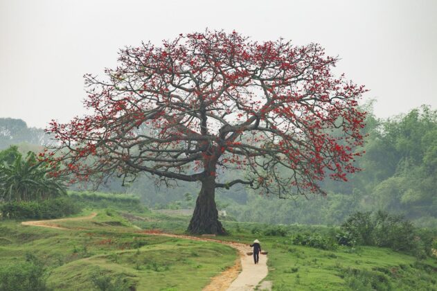 H&igrave;nh ảnh th&acirc;n thương của l&agrave;ng qu&ecirc; Việt Nam.