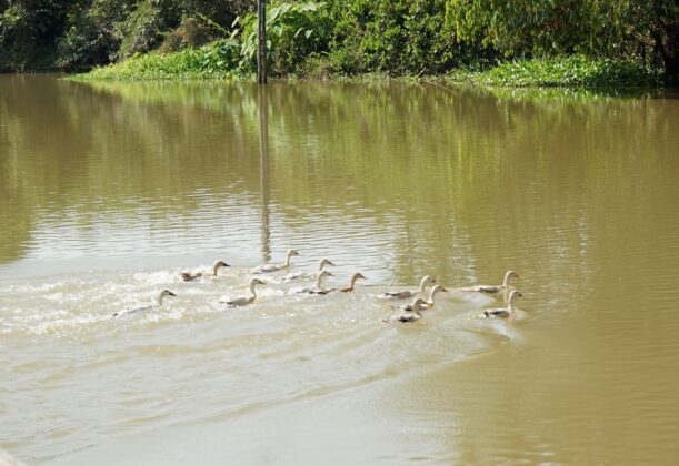 Đ&agrave;n vịt tung tăng bơi lượn.