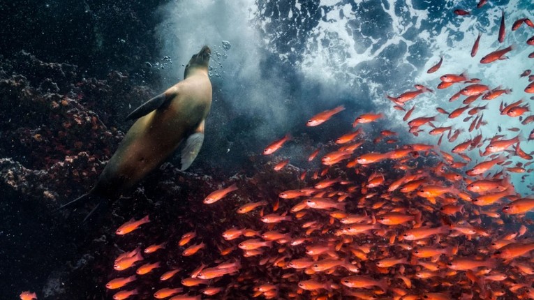 Một đàn cá hồng y chuyển hướng để nhường chỗ cho một con sư tử biển ở Galápagos - một trong những khu bảo tồn biển lớn nhất thế giới. 