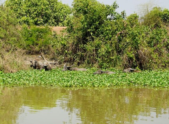 Đ&agrave;n tr&acirc;u nhởn nhơ gặm cỏ.