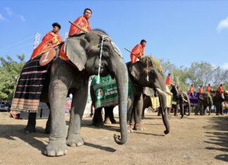 Bảo vệ biểu tượng văn hóa Tây Nguyên Bảo vệ biểu tượng văn hóa Tây Nguyên