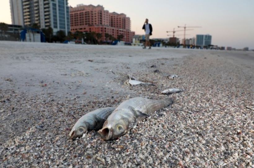 Cá chết dạt vào bờ biển ở Clearwater, hạt Pinellas vào ngày 9 tháng 3.