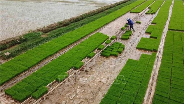 Chuẩn bị mạ để cấy bằng máy ở HTX Nông nghiệp Long Xuyên, huyện Bình Giang.