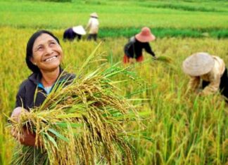 Chuyển đổi tư duy kinh tế nông nghiệp - Để nông dân là chủ thể