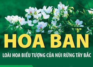 Hoa ban - Loài hoa biểu tượng của núi rừng Tây Bắc