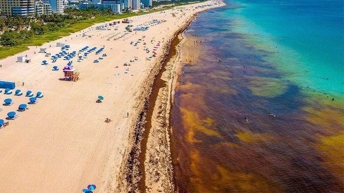 Thảm rong biển dài hơn 8.000 km đe dọa các bãi biển tại Mỹ