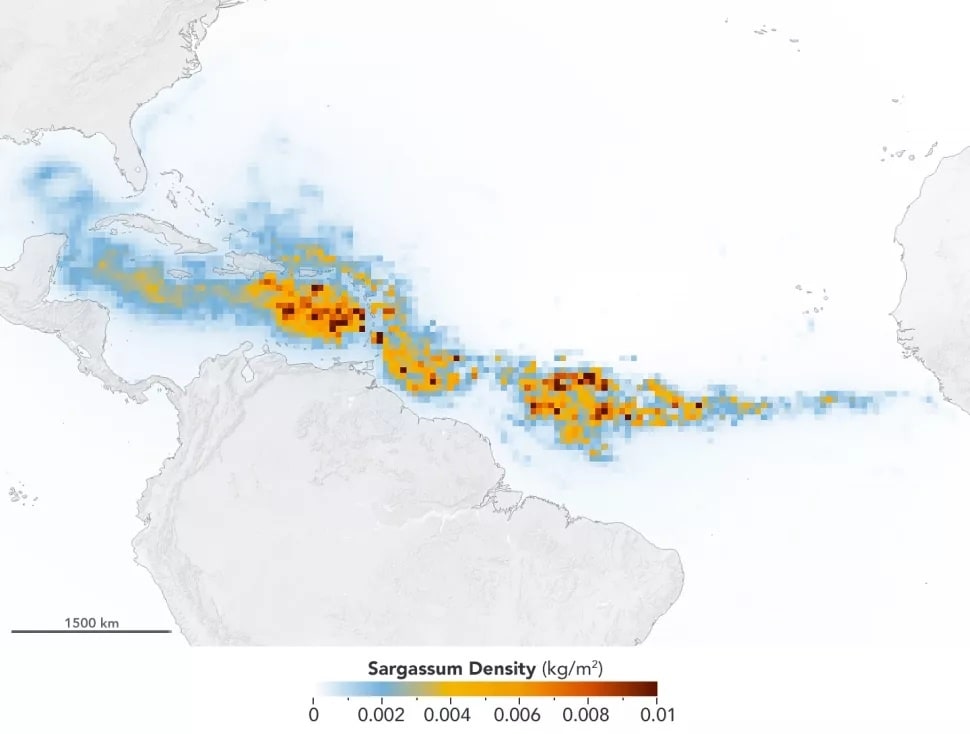 Mật độ tảo biển sargassum được ghi nhận vào năm 2019, trải dài từ Vịnh Mexico đến bờ biển Tây Phi.