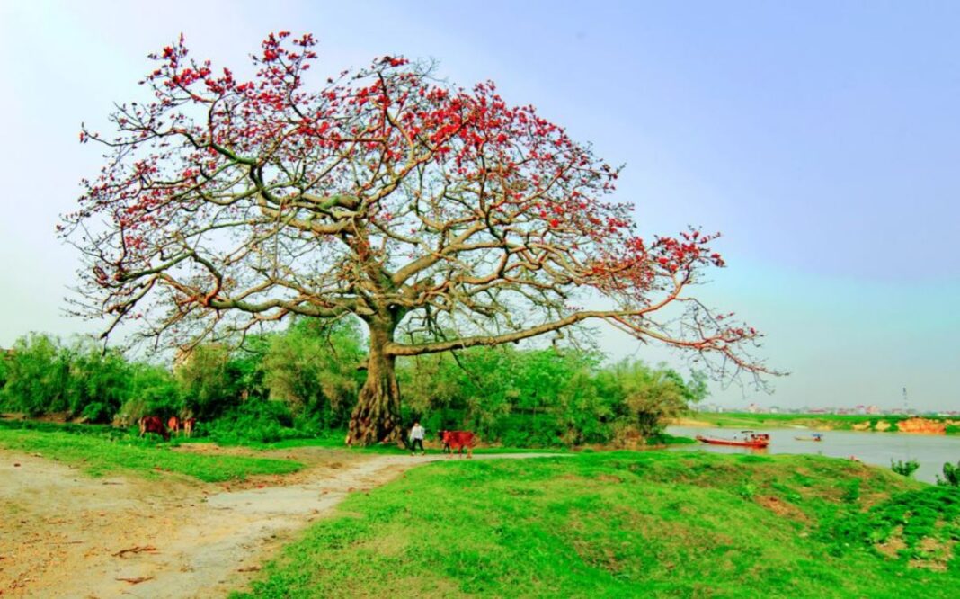 Tháng ba đi, hoa gạo nở hết rồi… Tháng ba đi, hoa gạo nở hết rồi…