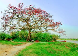 Tháng ba đi, hoa gạo nở hết rồi… Tháng ba đi, hoa gạo nở hết rồi…