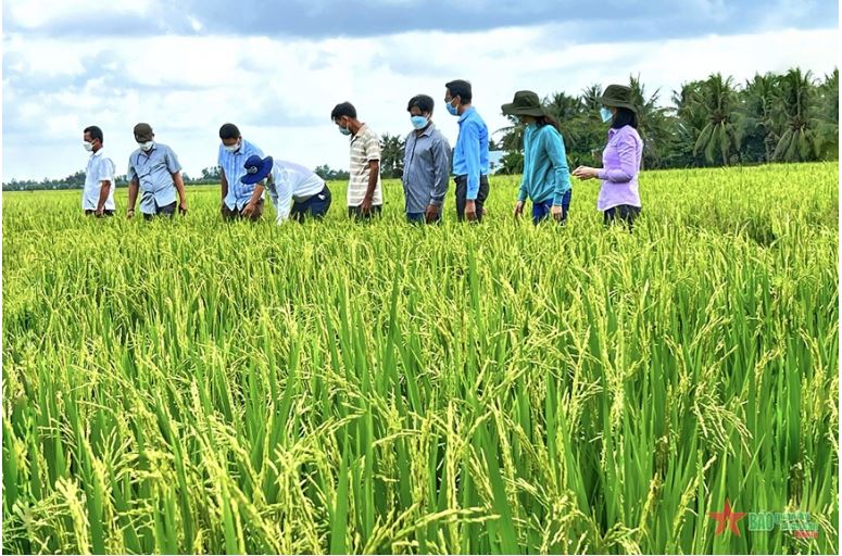 Dự án 1 triệu ha lúa ĐBSCL - Nâng giá trị gạo Việt Nam trên thị trường thế giới.