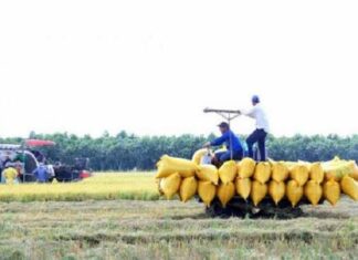Lúa gạo vùng châu thổ Cửu Long hướng đến tăng trưởng xanh