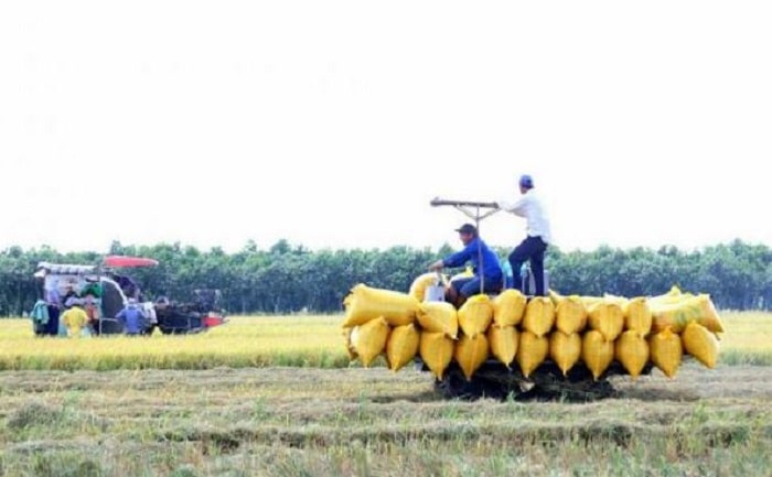Lúa gạo vùng châu thổ Cửu Long hướng đến tăng trưởng xanh