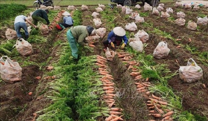 Nông dân xã Đức Chính, huyện Cẩm Giàng thu hoạch cà rốt vụ Đông Xuân năm 2023.
