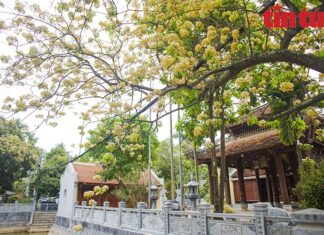 Những cây hoa bún khoe sắc vàng rực rỡ đầu tháng 4
